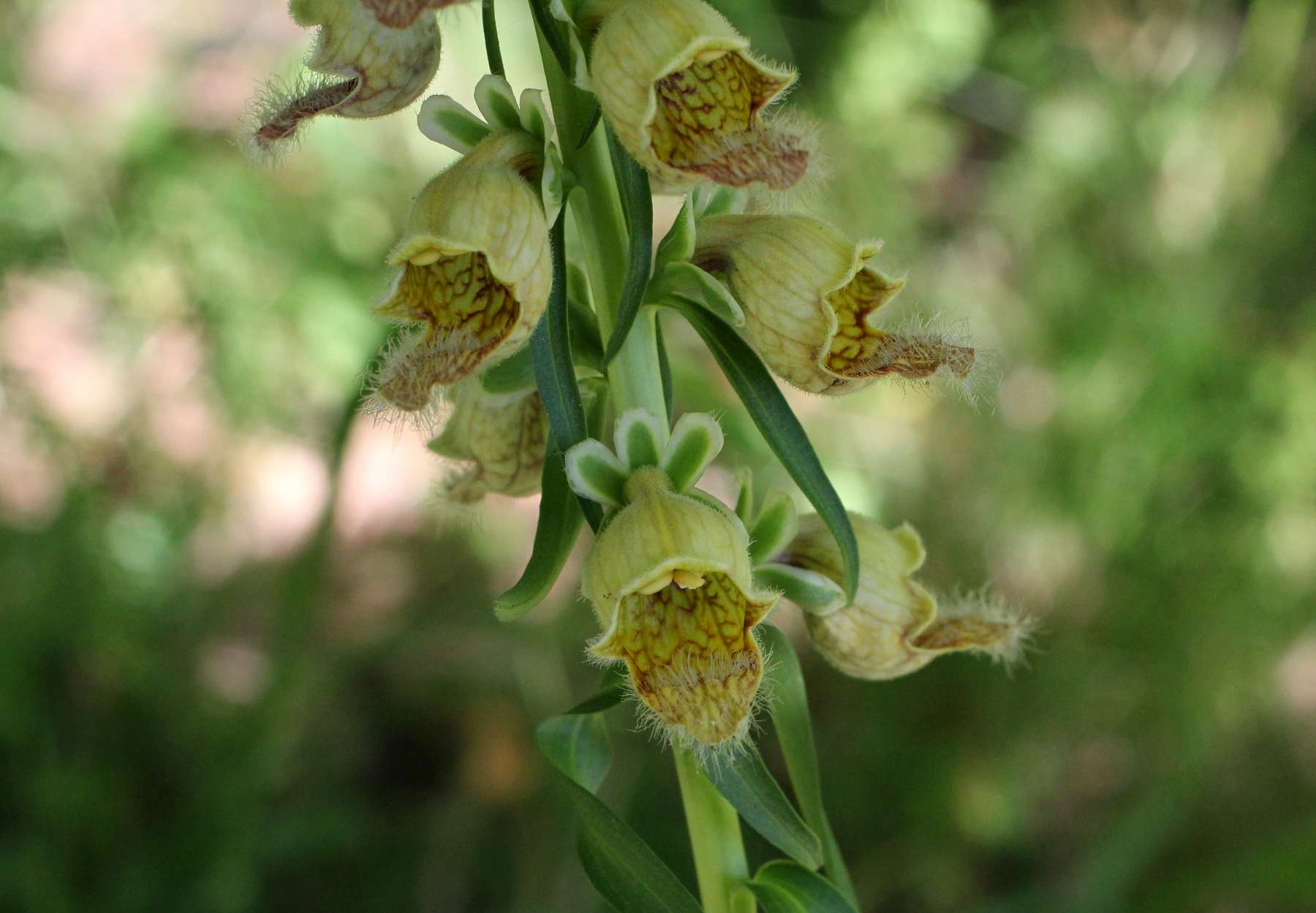 Digitalis ferruginea e  Digitalis micrantha (=D.lutea subsp. australis )